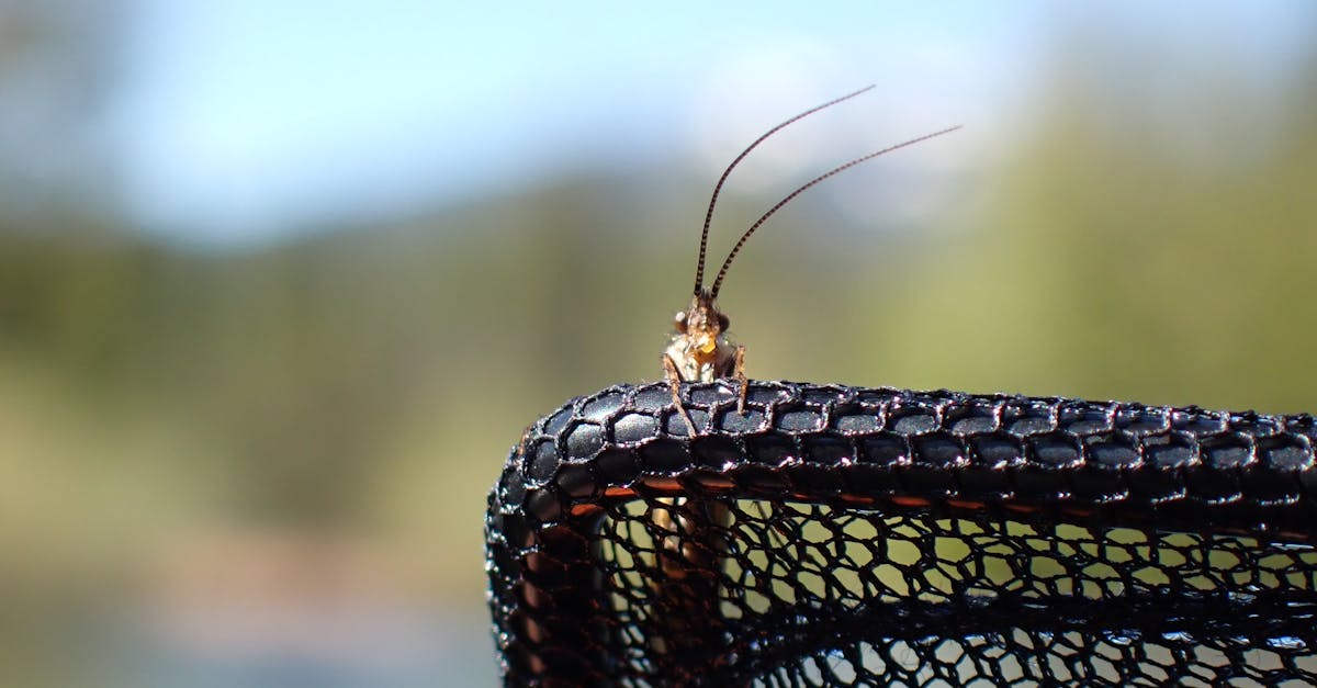 discover everything you need to know about bed bugs: identification, prevention, and treatment. Protect your home and sleep peacefully with our practical tips to effectively combat these insects.