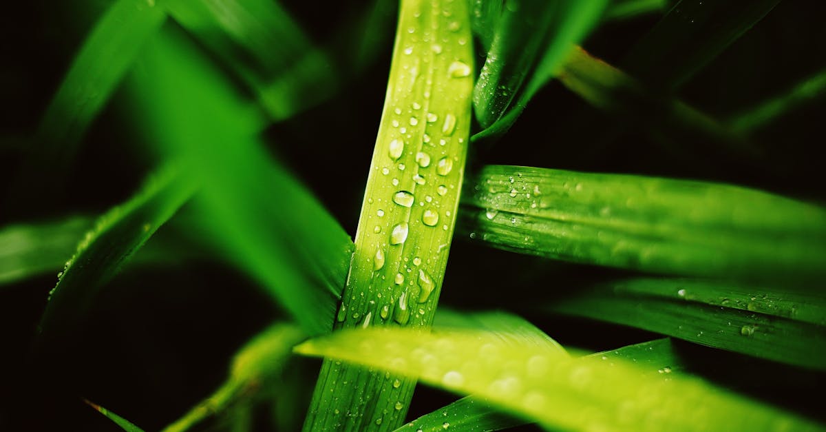 discover eco-cleaning, an environmentally friendly cleaning method that uses natural products for a healthy and clean home. adopt a sustainable approach for a pleasant and safe habitat.