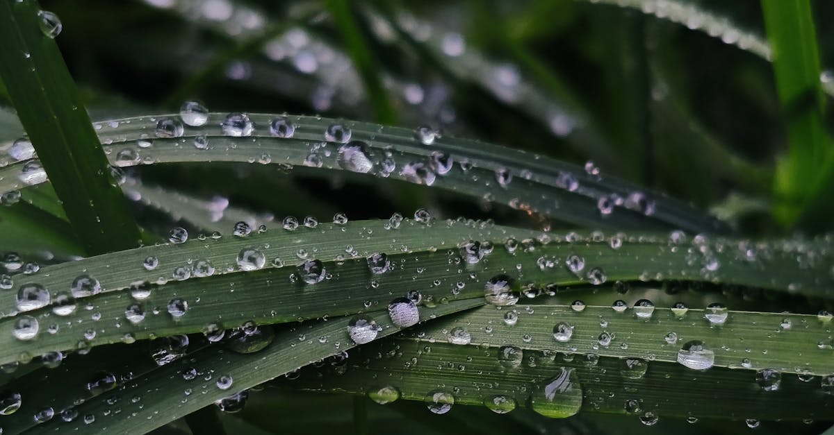 discover eco-cleaning, an environmentally friendly approach for effective cleaning of your home. choose ecological products and sustainable methods that preserve the health of your family and our planet.