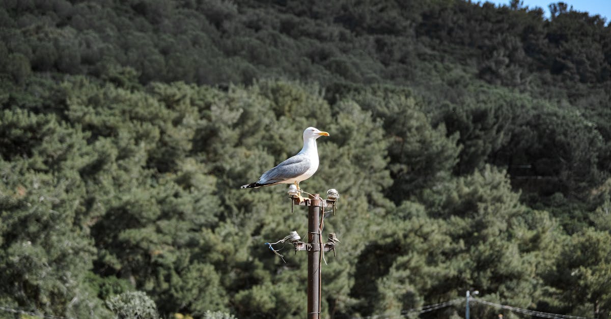 discover eco-cleaning, an environmentally friendly approach for effective cleaning of your interior. choose natural products and sustainable methods that preserve your family's health and the planet. transform your cleaning routine into an eco-friendly act!