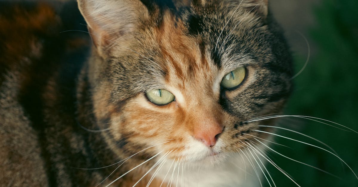 découvrez le golden visa, un programme qui permet d'obtenir un permis de séjour dans divers pays en investissant dans l'immobilier ou les affaires. explorez les avantages d'une résidence européenne, les critères d'éligibilité et les opportunités qu'offre ce visa d'investissement. transformez votre avenir avec le golden visa.